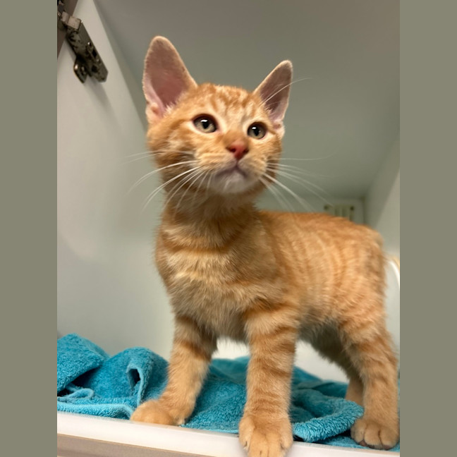 Photo of Otis