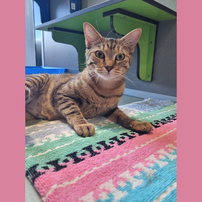 Photo of Mooncake