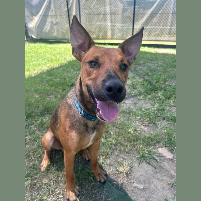 Photo of Rusty