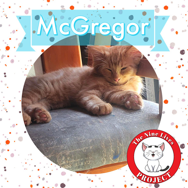 Photo of Mc Gregor *9 Lives Project Rescue*