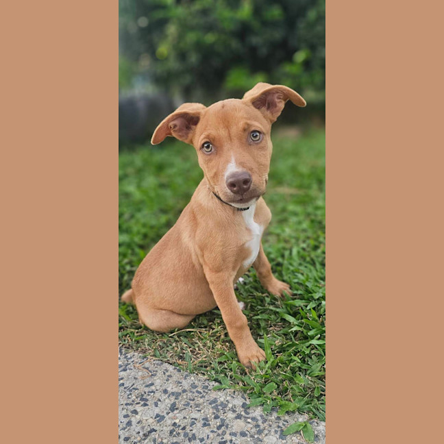 Photo of Tetra