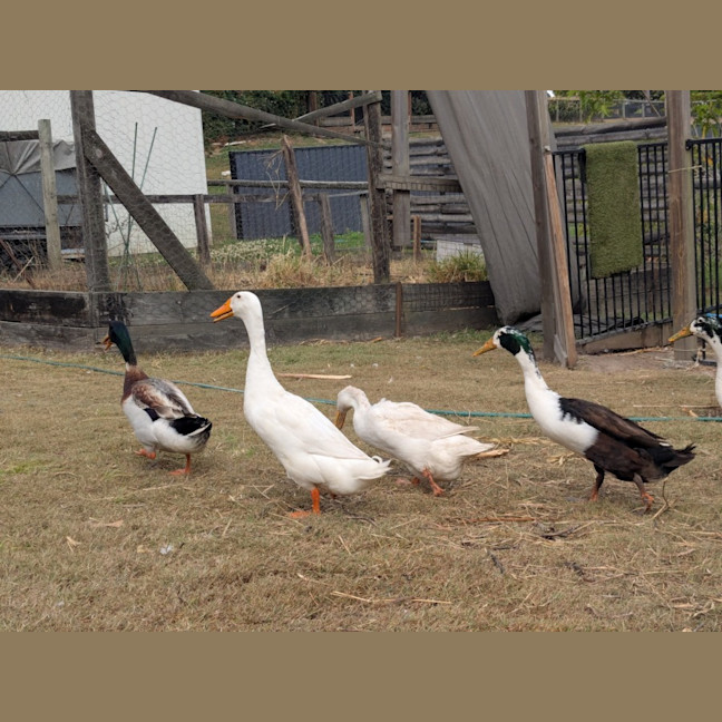 Photo of Drake Ducks