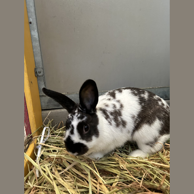 Photo of Polka Dot