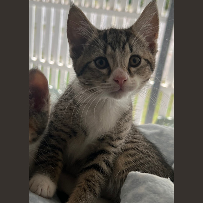 Photo of Daphne