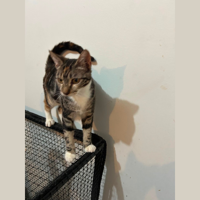Photo of Tabby 