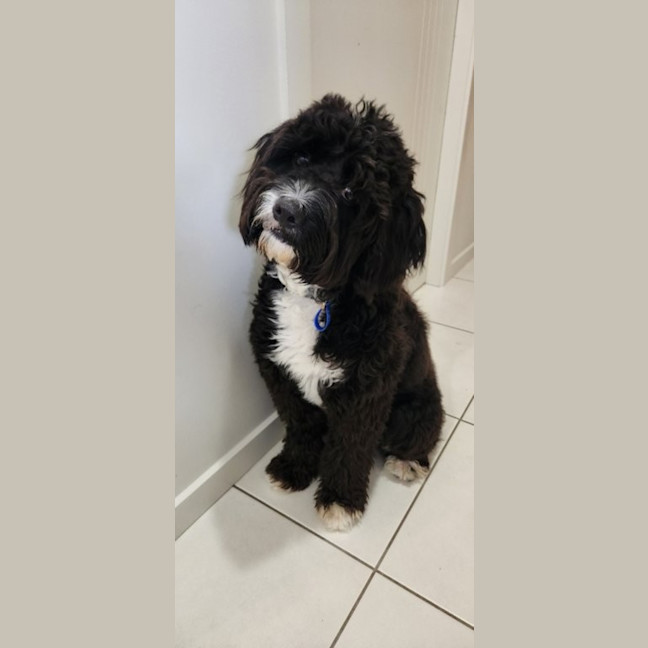 Photo of Dimond   10 Month Old Poodle X Staffy