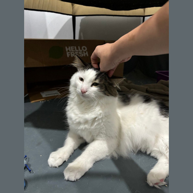 Photo of Patch