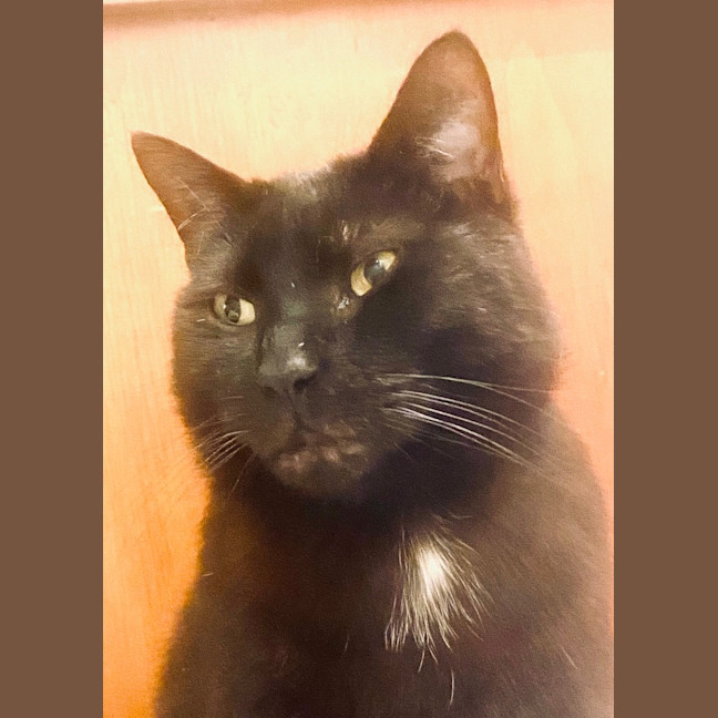 Photo of Batman Black