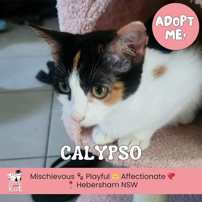 Photo of Calypso 