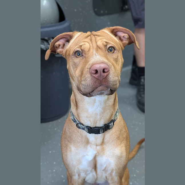 Photo of Ember