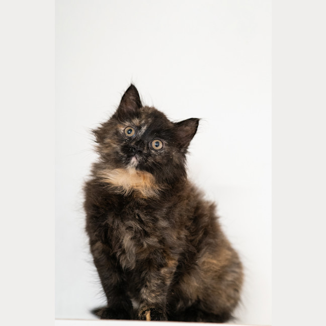 Photo of Piper