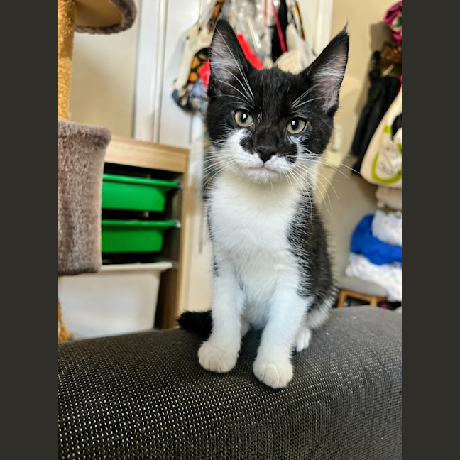 Photo of Atlas