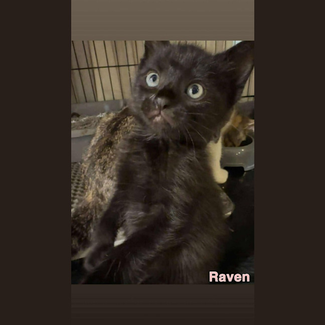 Photo of Raven