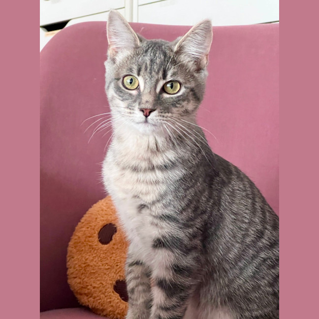 Photo of Ophelia
