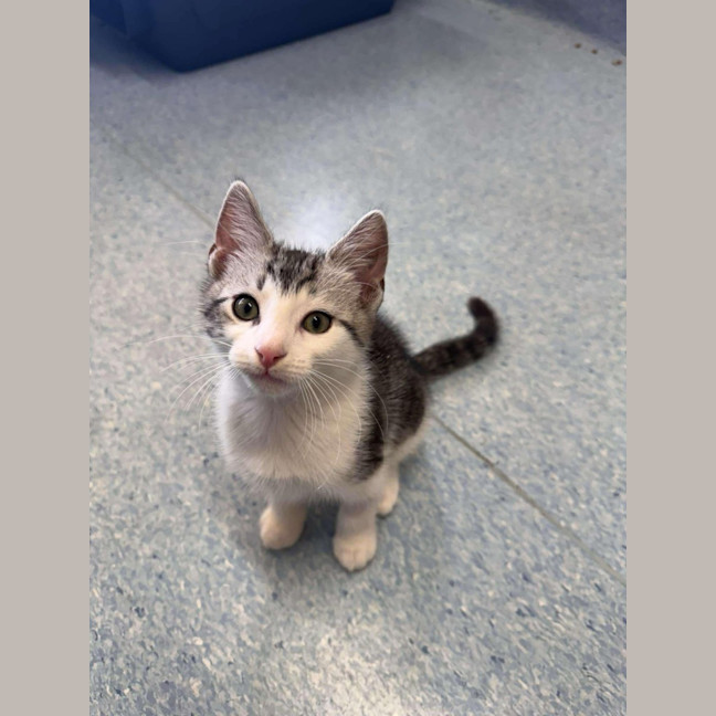 Photo of Azriel   Located In Kew