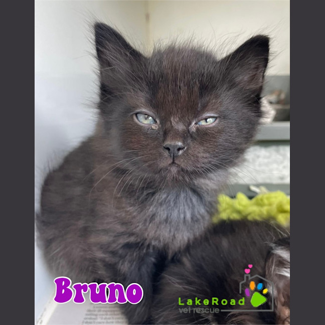 Photo of Bruno