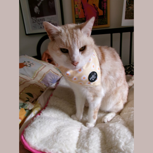 Photo of Herbert