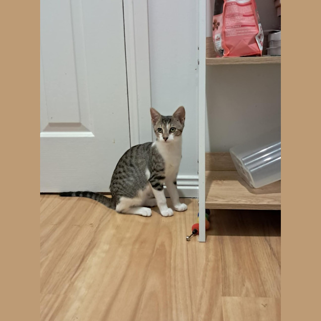 Photo of Willow