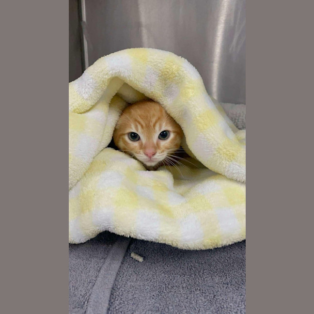 Photo of Crumpet   Located In Ashburton