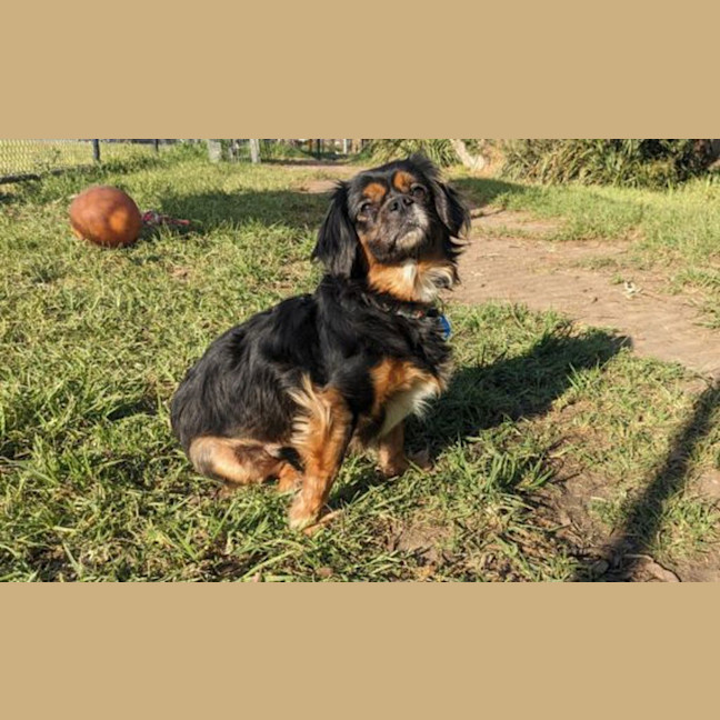 Photo of Muffin