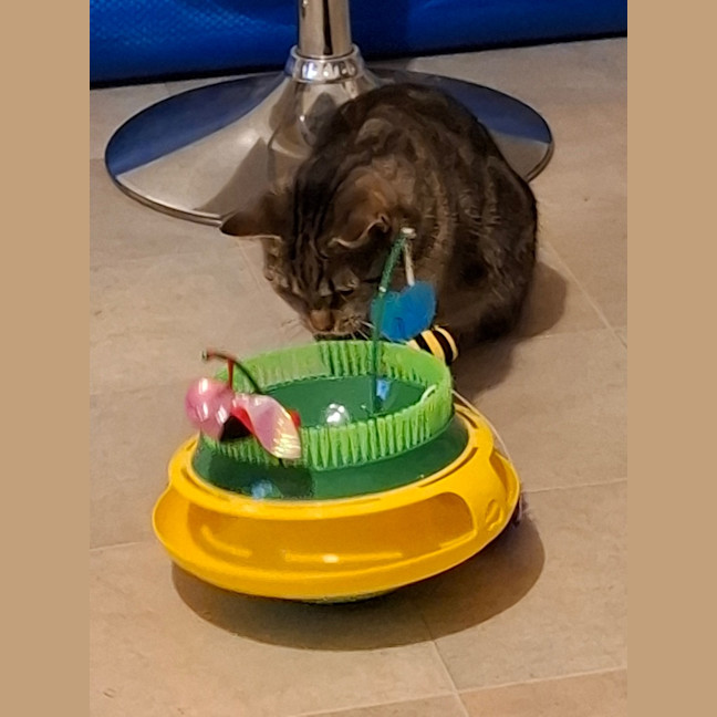Photo of Bella