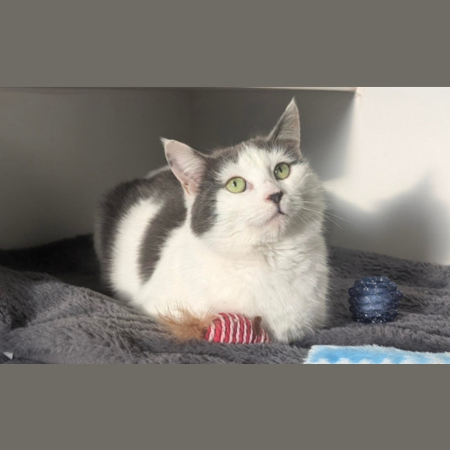 Photo of Courgette