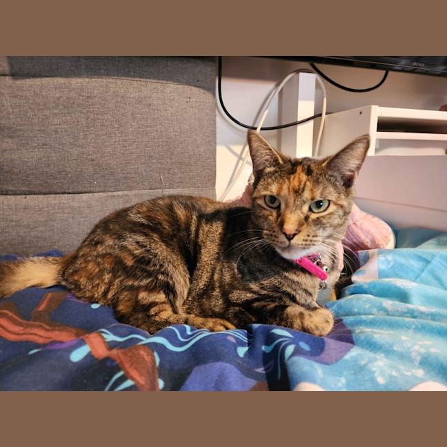 Photo of Poppy