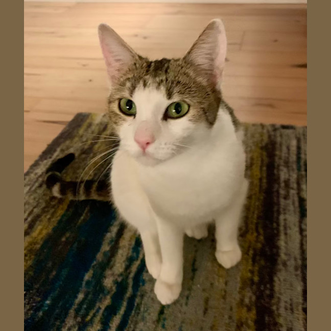 Photo of Blossom