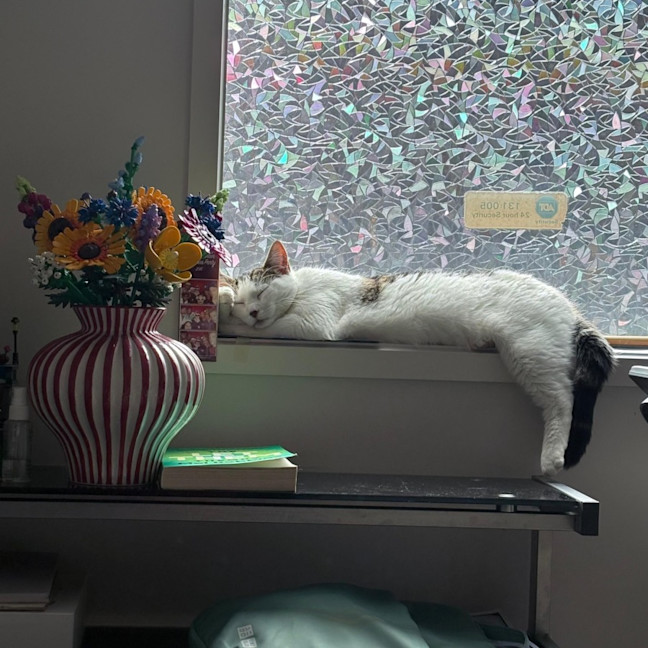 Photo of Tinkerbell 