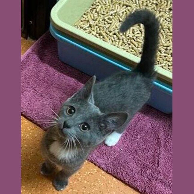 Photo of Muffin