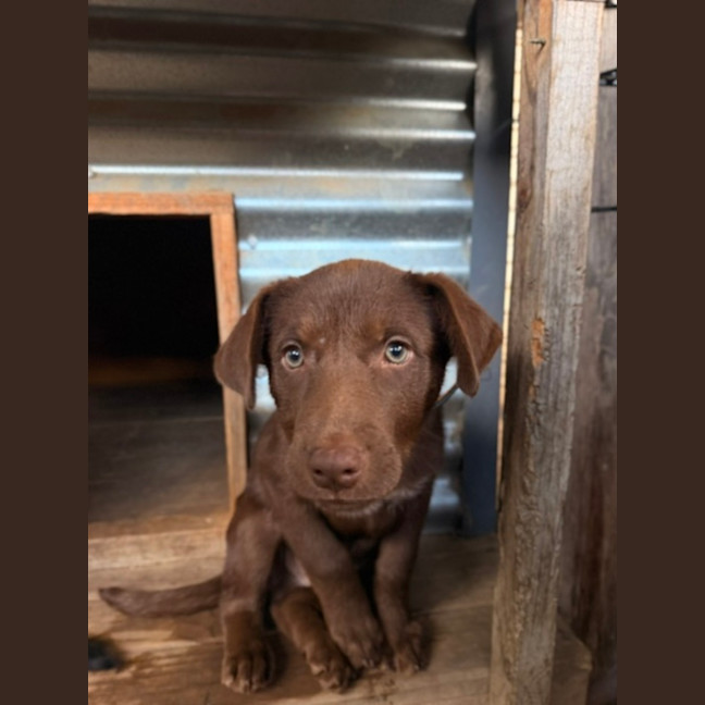 Photo of Twix