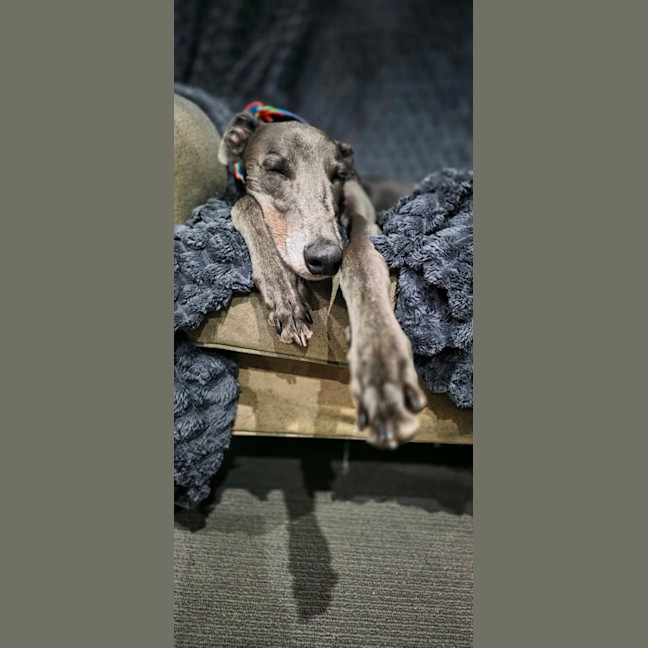 Photo of George, The Greyhound
