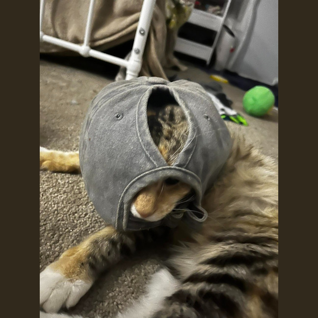Photo of Honey