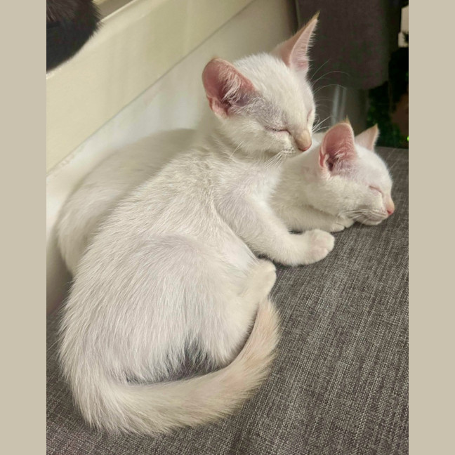 Photo of Cotton Tail