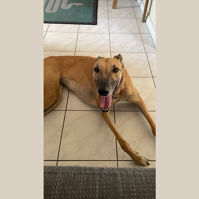 Photo of Greyhound   Atara   In Broome