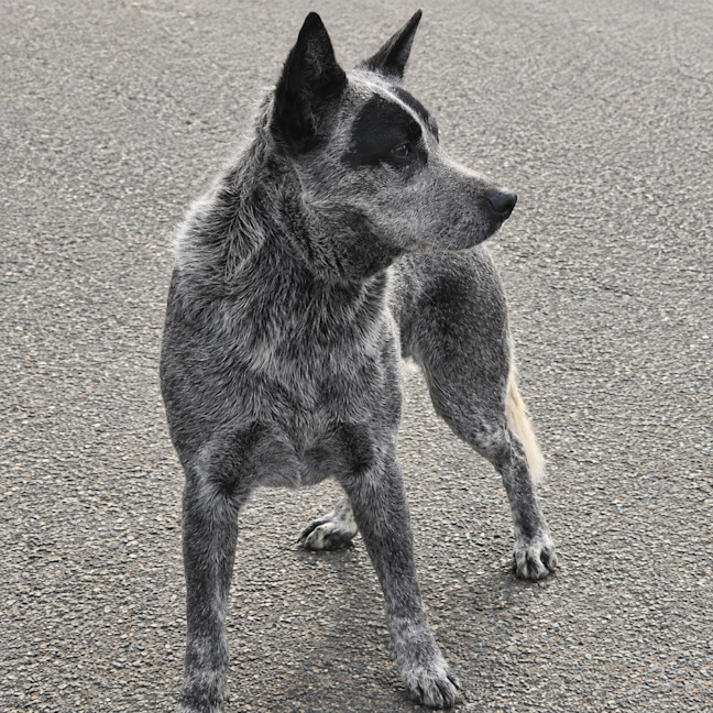 Photo of Bandit