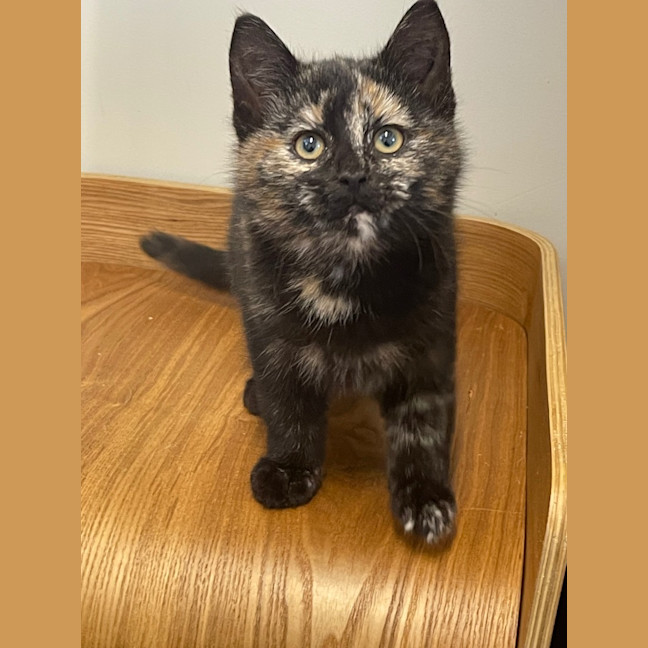 Photo of Sumi   Burnie