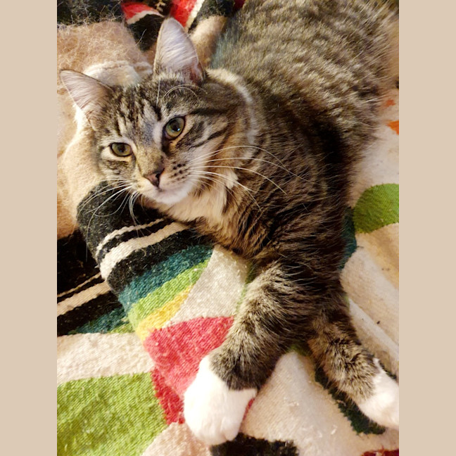 Photo of Rocky
