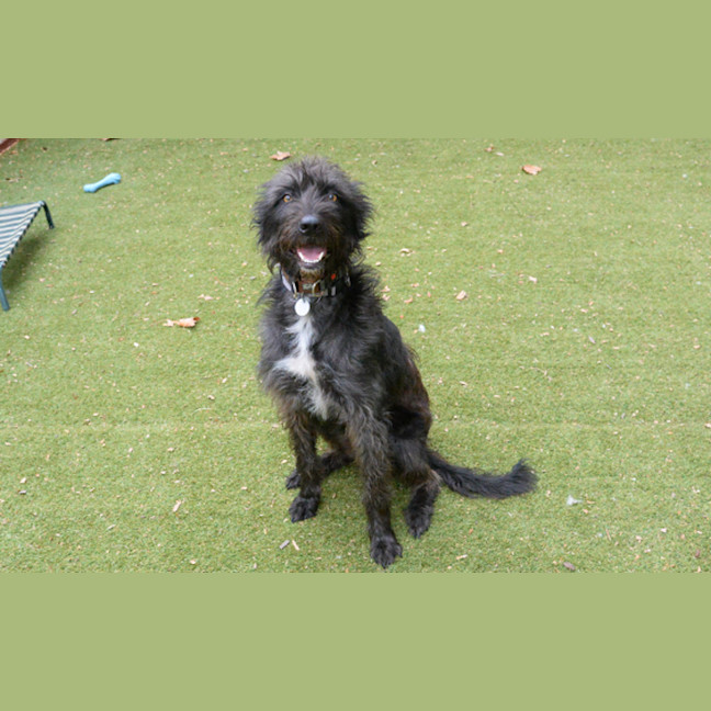 Photo of Hairy Maclary