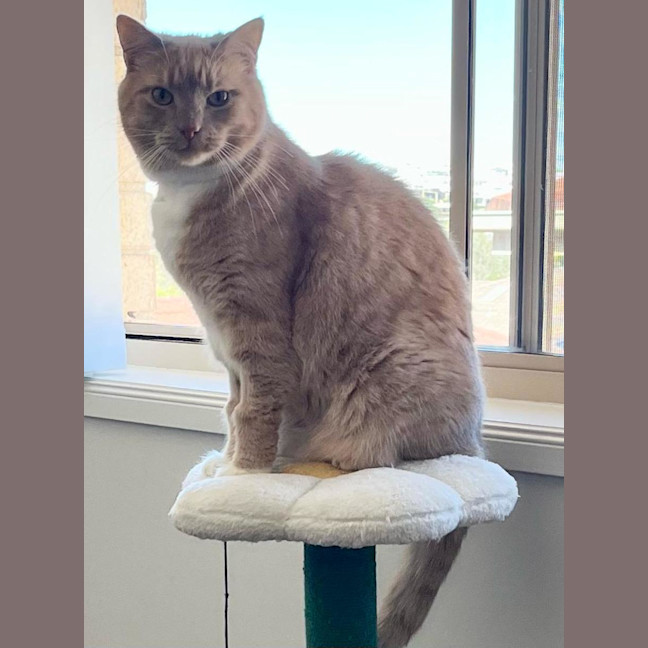 Photo of Boo