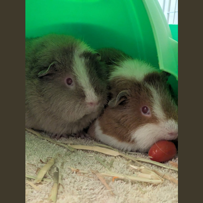 Photo of Tofu / Ginger