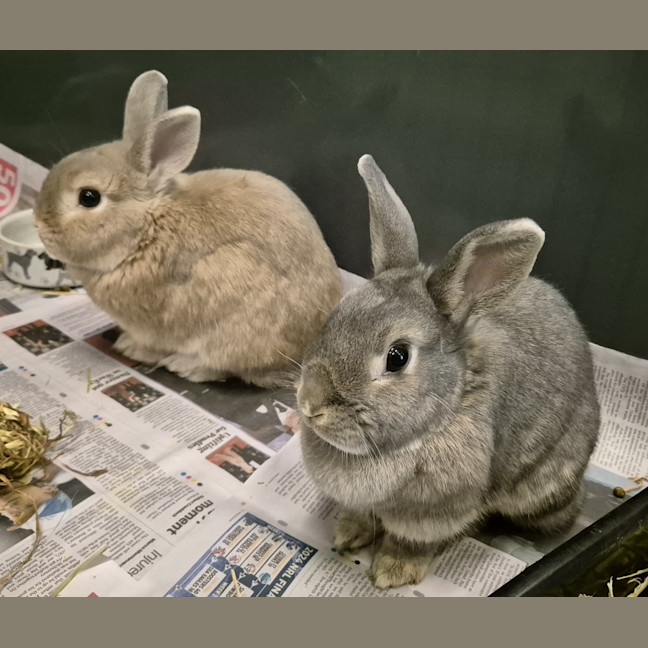 Photo of Ghost (Bonded With Casper)