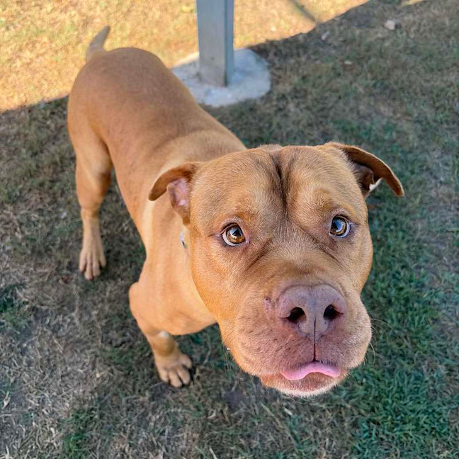 Photo of Rocco