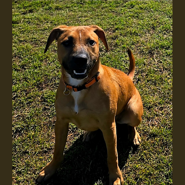 Photo of Maple