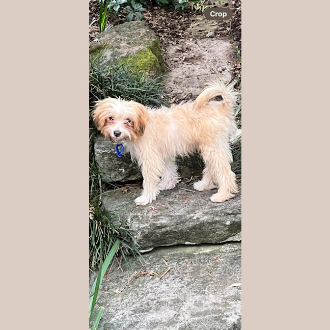 Photo of Barney   6 Month Old Yorkshire X Poodle