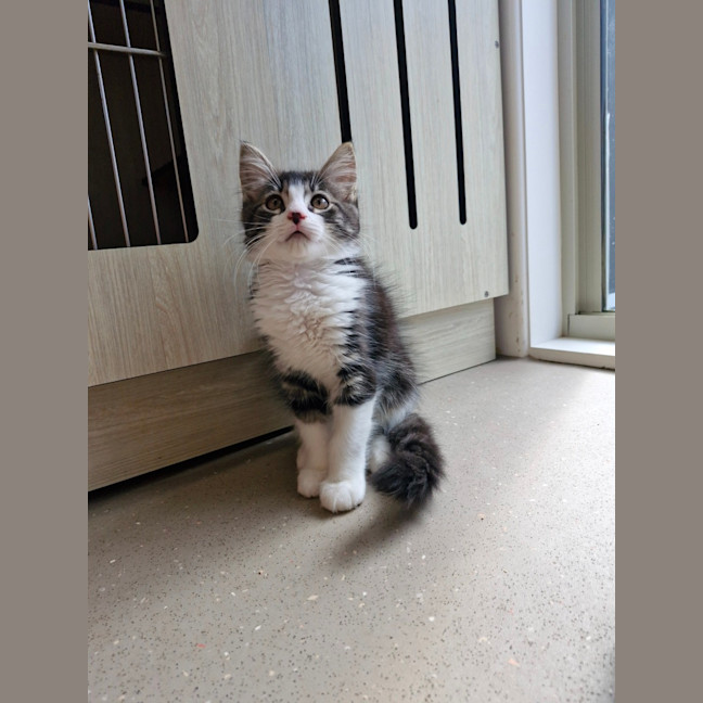 Photo of C1410 Kenzo 