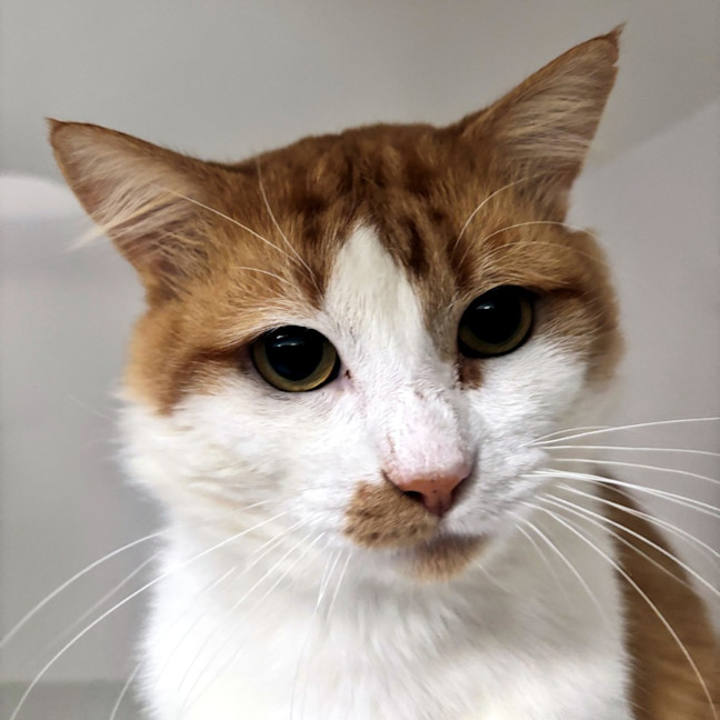 Photo of Fox Sta014757