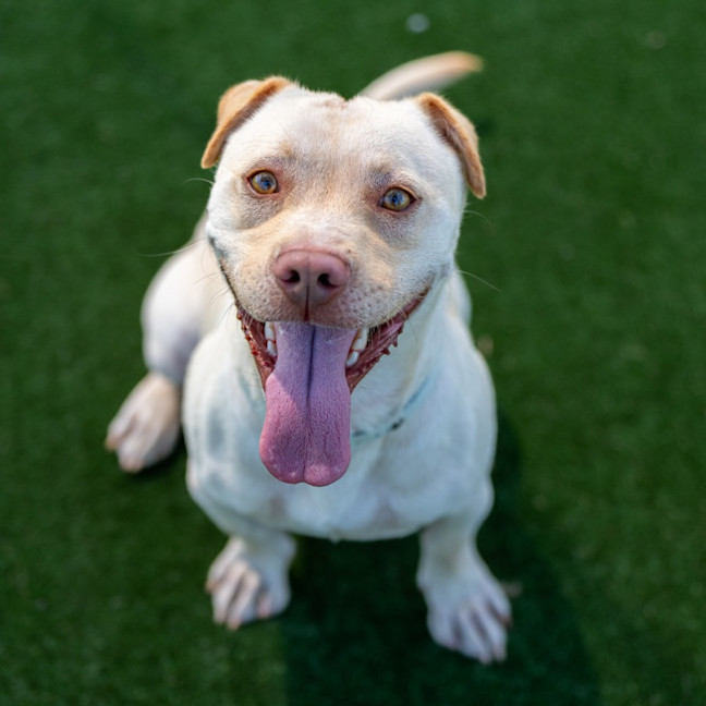 Photo of Buster Imp 51