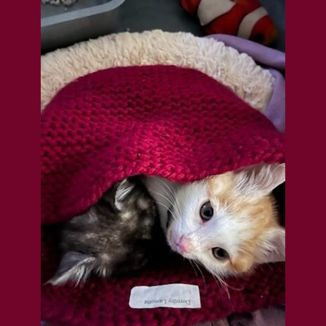 Photo of Burnt Toast 