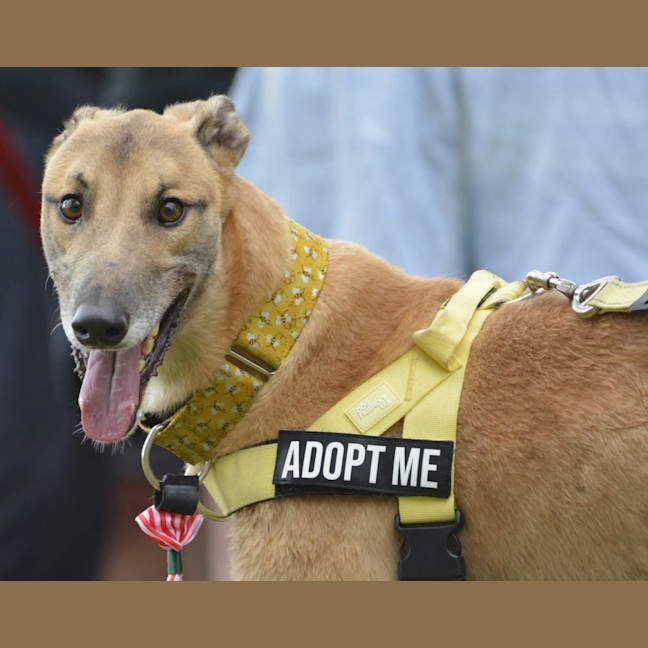 Photo of Sid, The Greyhound